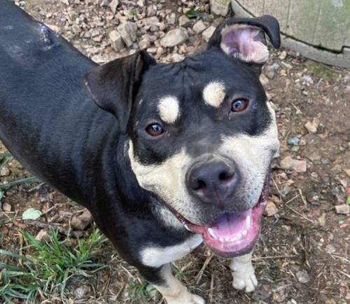 Clover (Foster-to-Adopt)