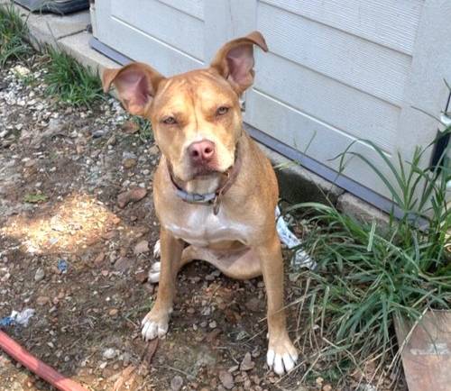 Hunni (Foster-to-Adopt)