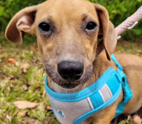 Lil (Foster-to-Adopt)