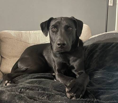 Melvin (Foster-to-Adopt)