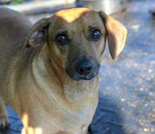 Rusty (Foster-to-Adopt)